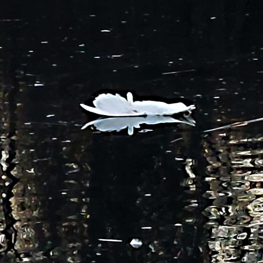 sistafarden_20251124_145259.jpg