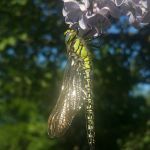 1200px_21x30_nr2_trollslanda_20180519.jpg